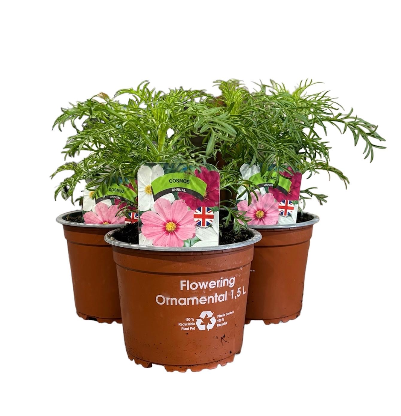 Cosmos Pot