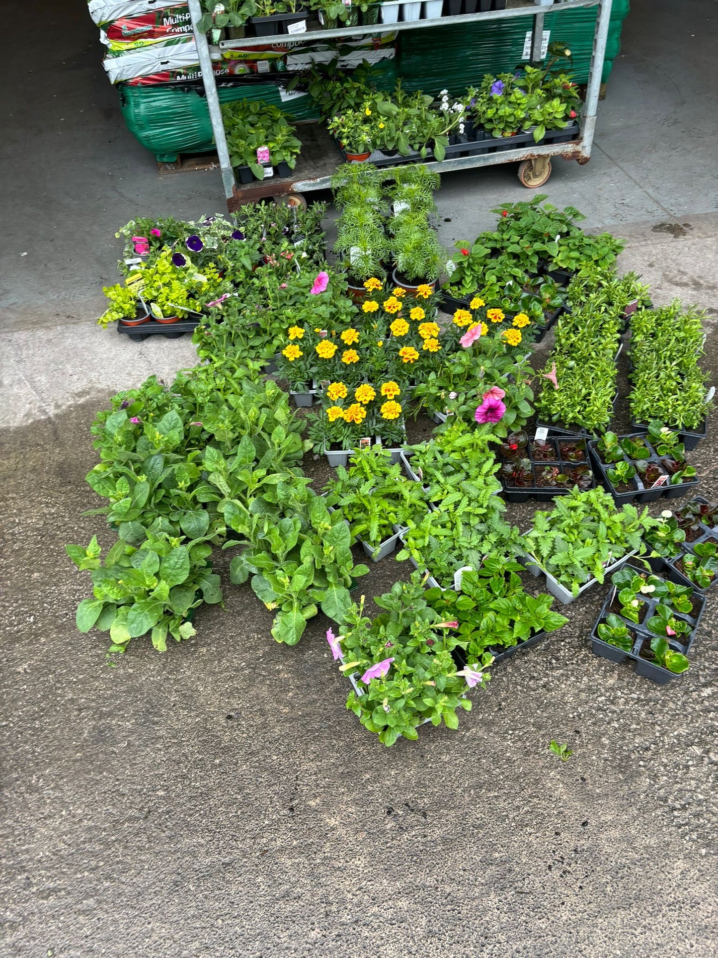 Bedding Plants