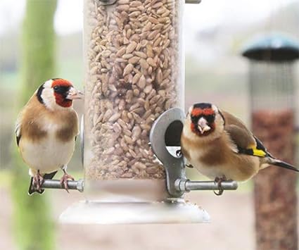 5KG Sunflower Hearts