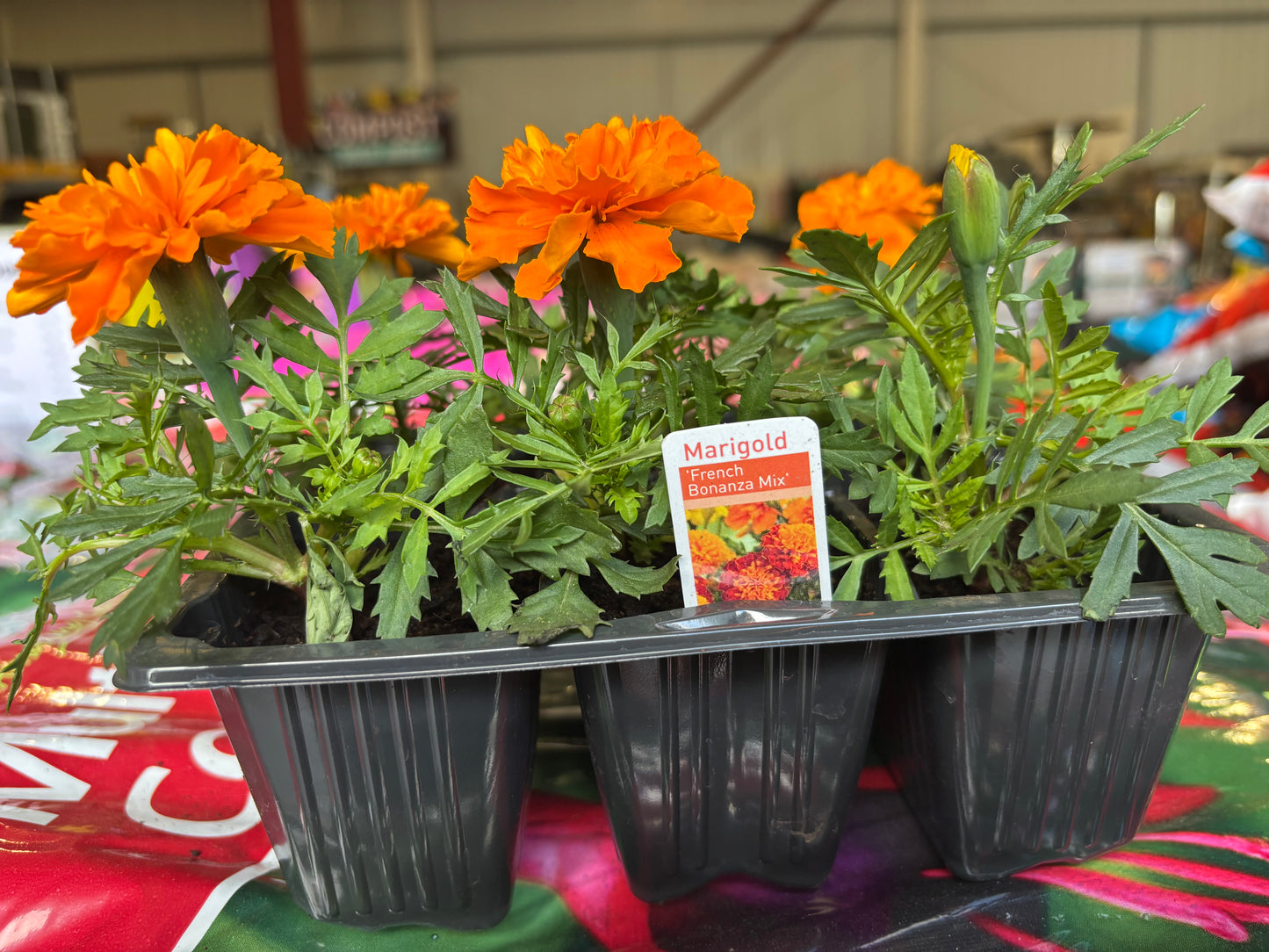 Bedding Plants