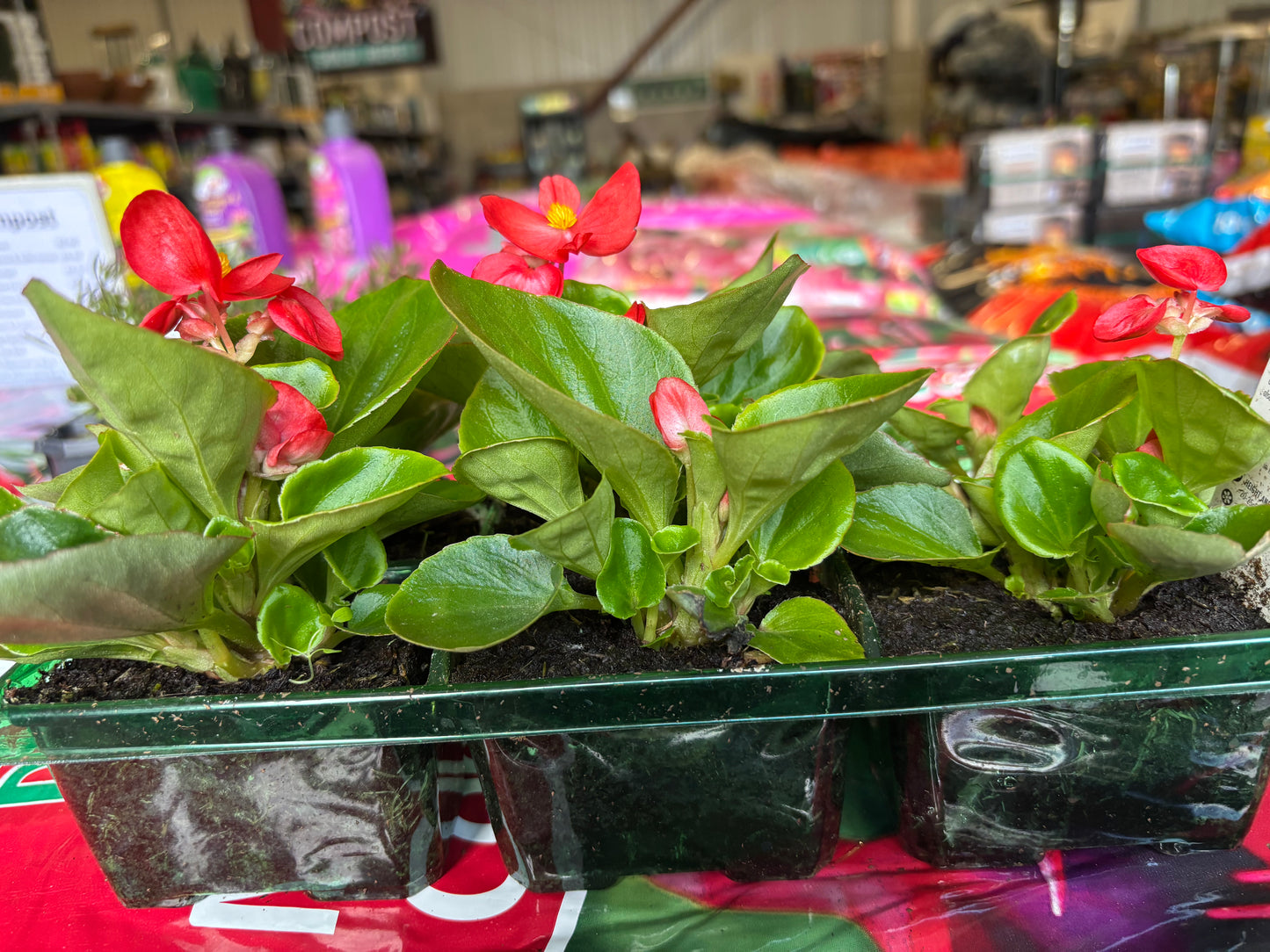 Bedding Plants