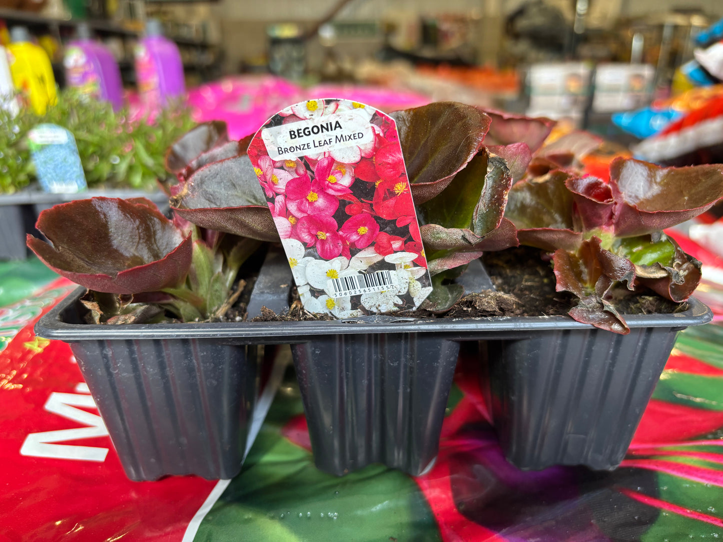 Bedding Plants