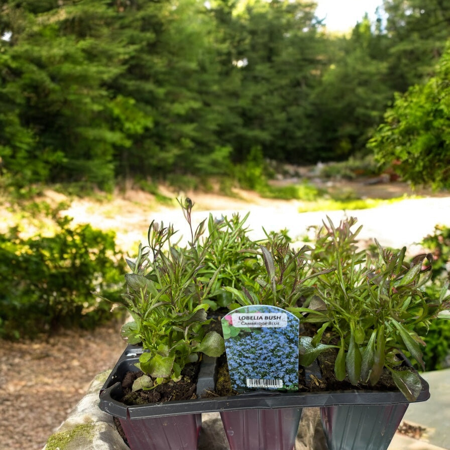Bedding Plants
