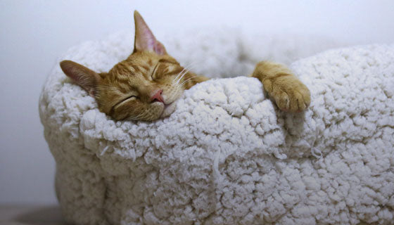 Cat beds & accessories