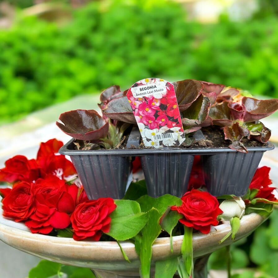 Bedding Plants