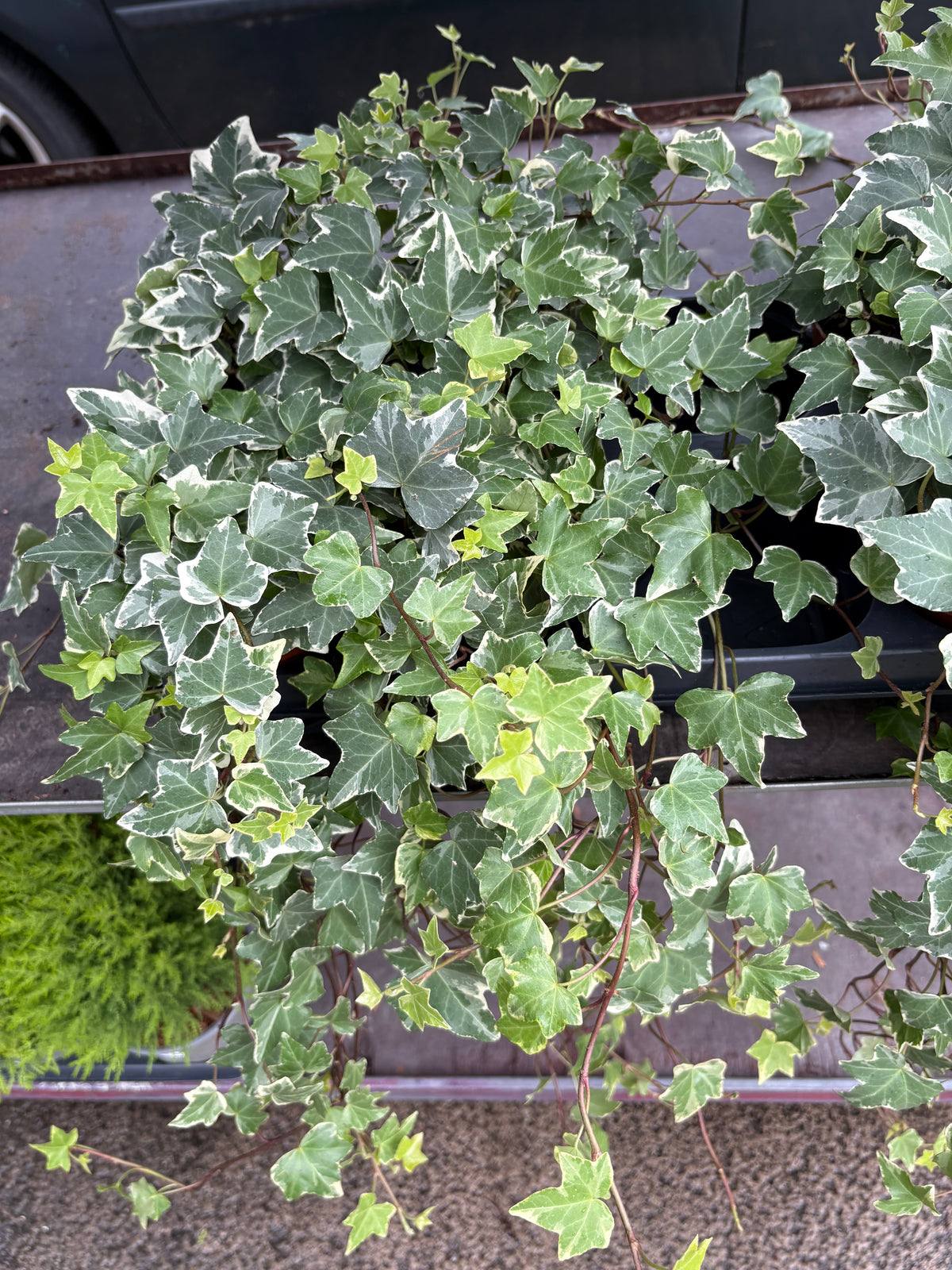 Winter Bedding Plants