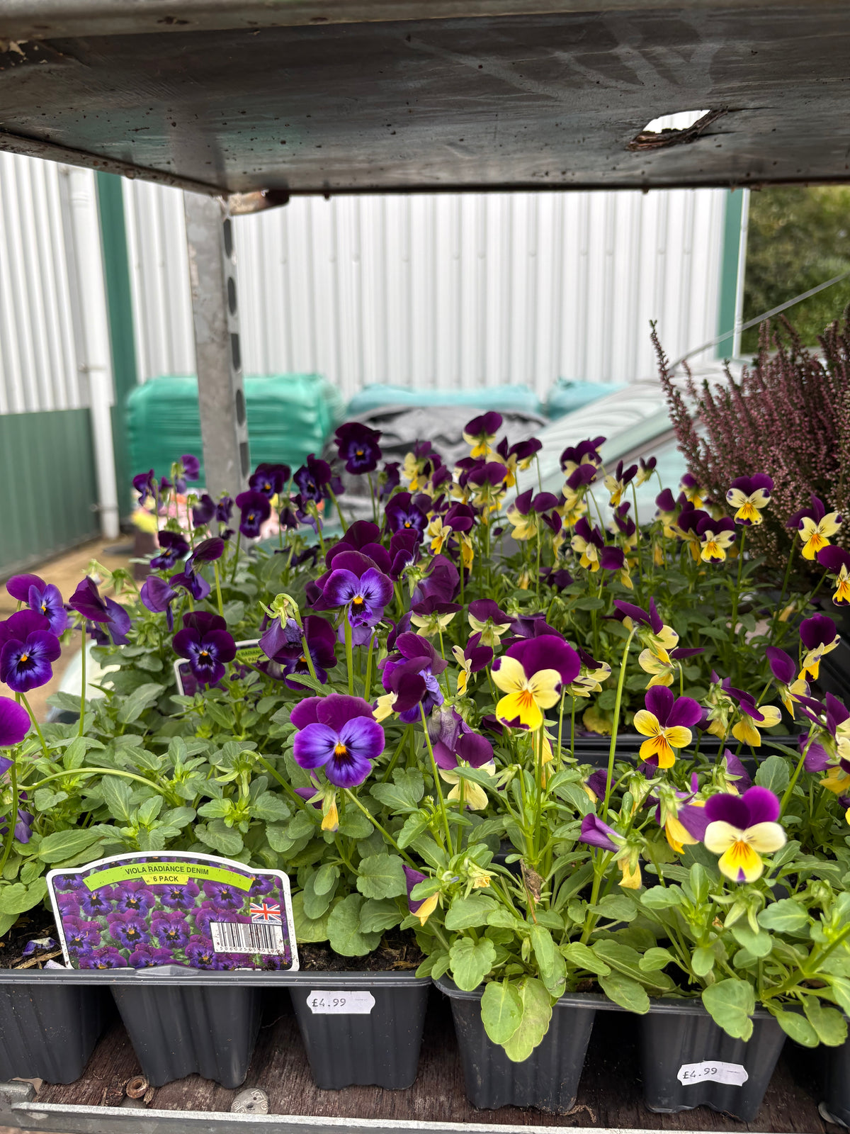 Winter Bedding Plants
