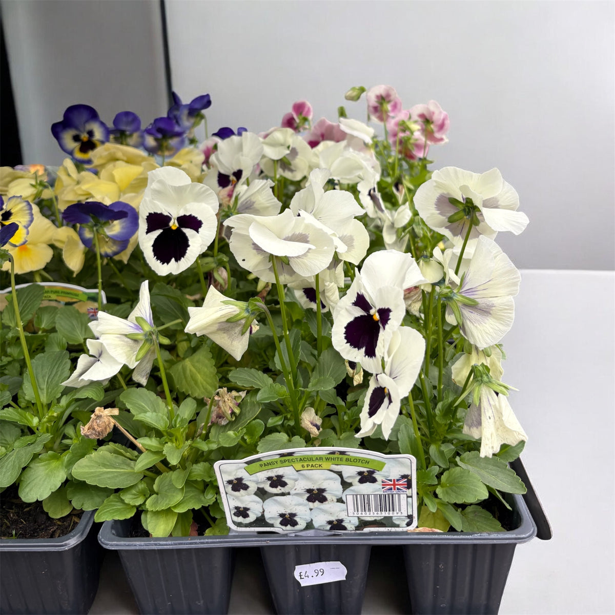Winter Bedding Plants