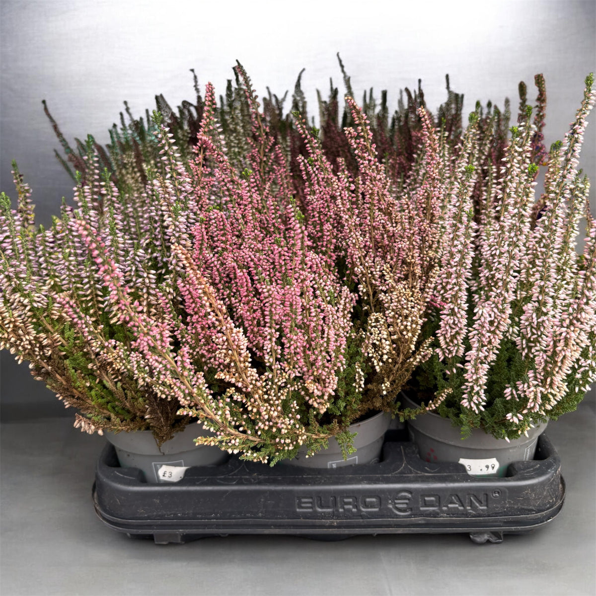 Winter Bedding Plants