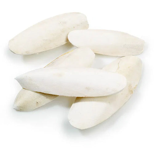 Cuttlebones