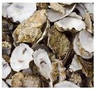 Oyster Shell Halves 1kg